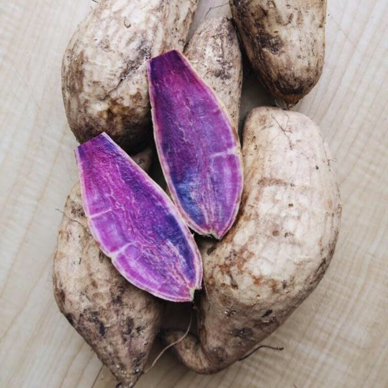 purple sweet potato purple sweet potato