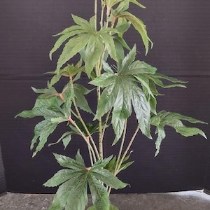zimmerpflanze ficus benjamina kreuzworträtsel Birkenfeige - Ficus Benjamina - Zimmerpflanze - Grünpflanze