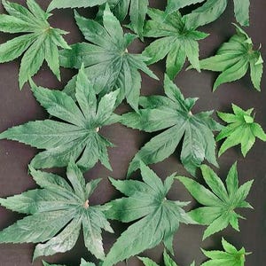 Puede incluir: Una colección de 15 hojas verdes dispuestas sobre una superficie gris oscuro. Las hojas son de diferentes tamaños y formas, pero todas son de un tono de verde similar.