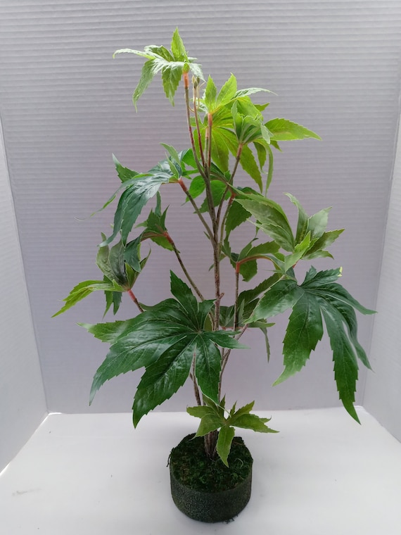 Lifelike Marijuana Plant Cannabis Hemp Pot Plant Weed W O Etsy Lifelike Marijuana Plant Cannabis Hemp Pot Plant Weed W O Etsy
