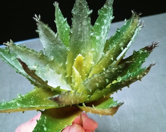 Künstliche Mini Aloe-Pflanze, Sukkulenten CM3111GR