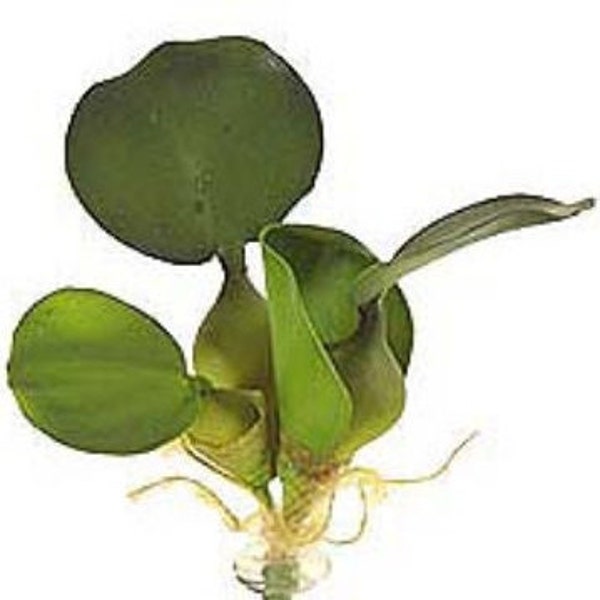 ARTIFICIAL Floating water hyacinth small 3 plants
