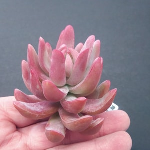 May include: A close-up of a pink succulent plant with fleshy, pointed leaves. The plant is in a person's hand.