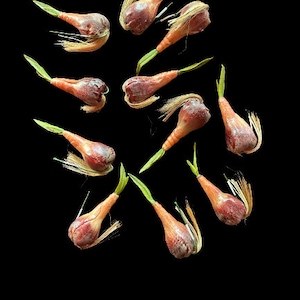 Piccoli bulbi di fiori artificiali germogliati 60352