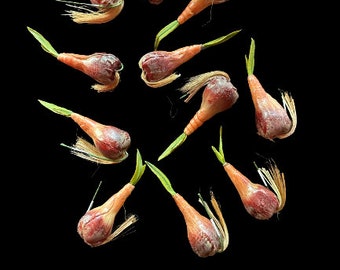 Small artificial sprouted flower bulbs  60352