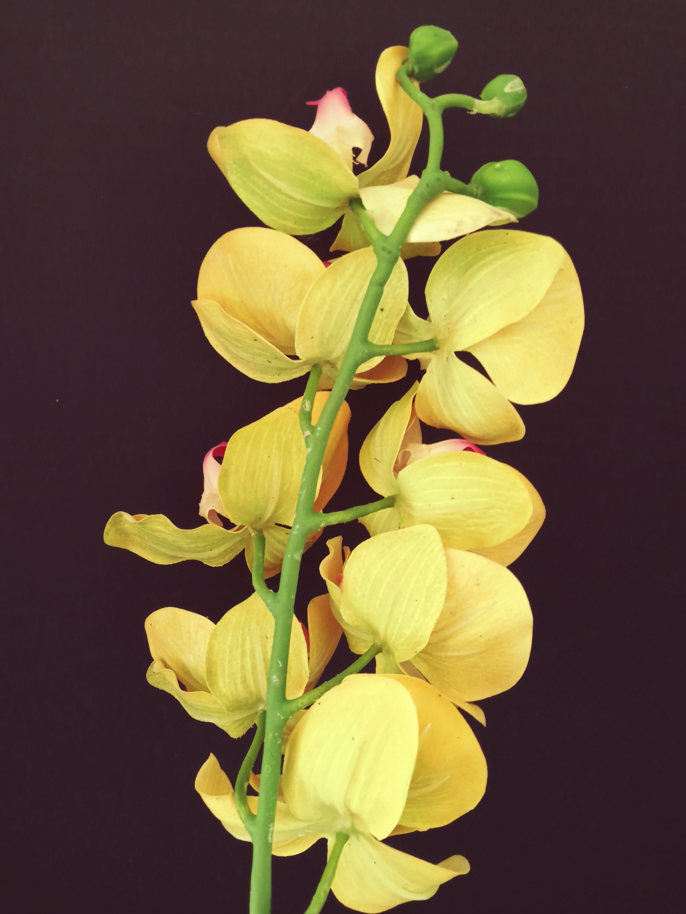 Artificial 36 Phalaenopsis Orchid stem silk flower Etsy
