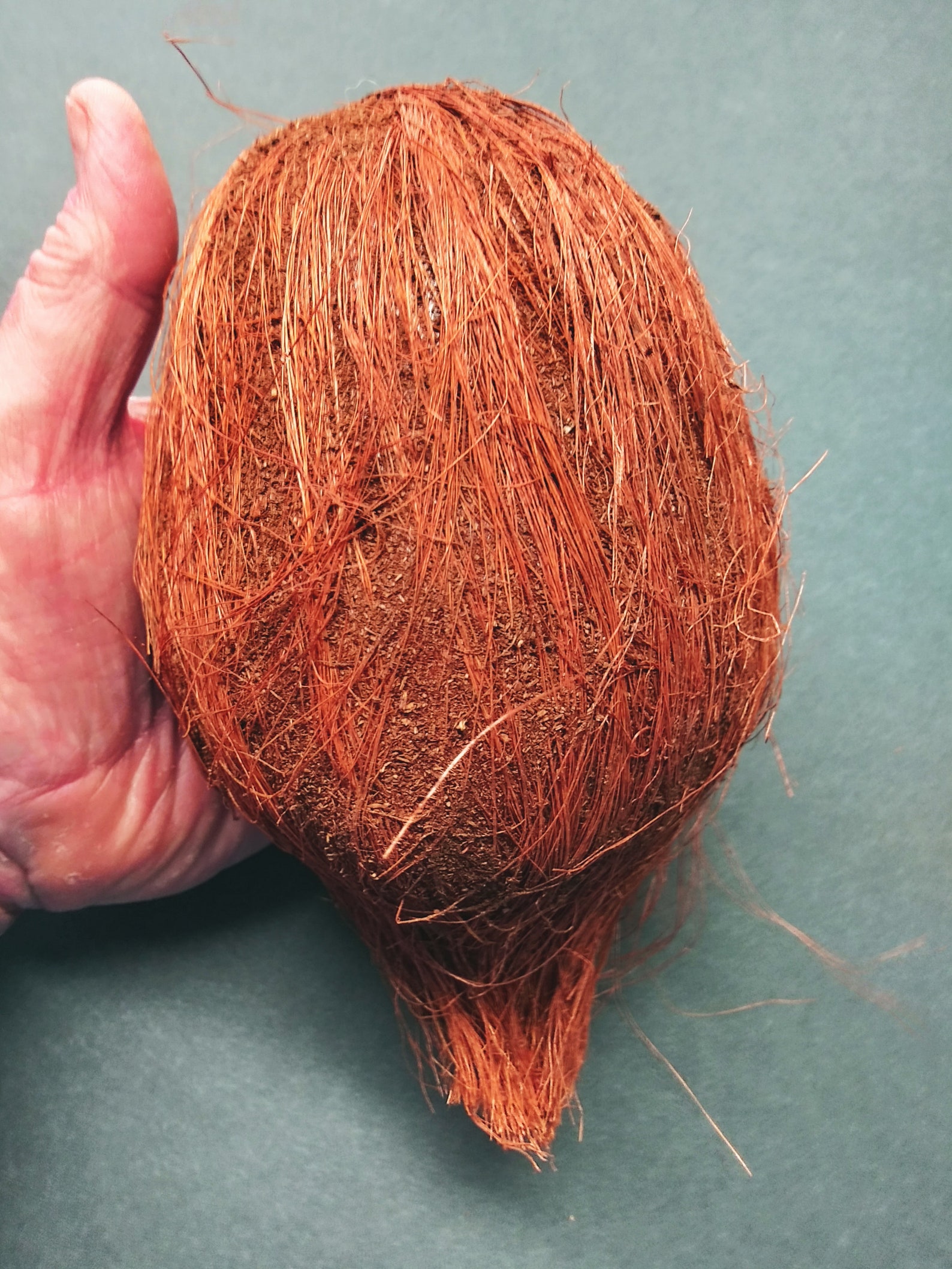 Artificial Coconut Fruits Fake Foods VQC246 Etsy