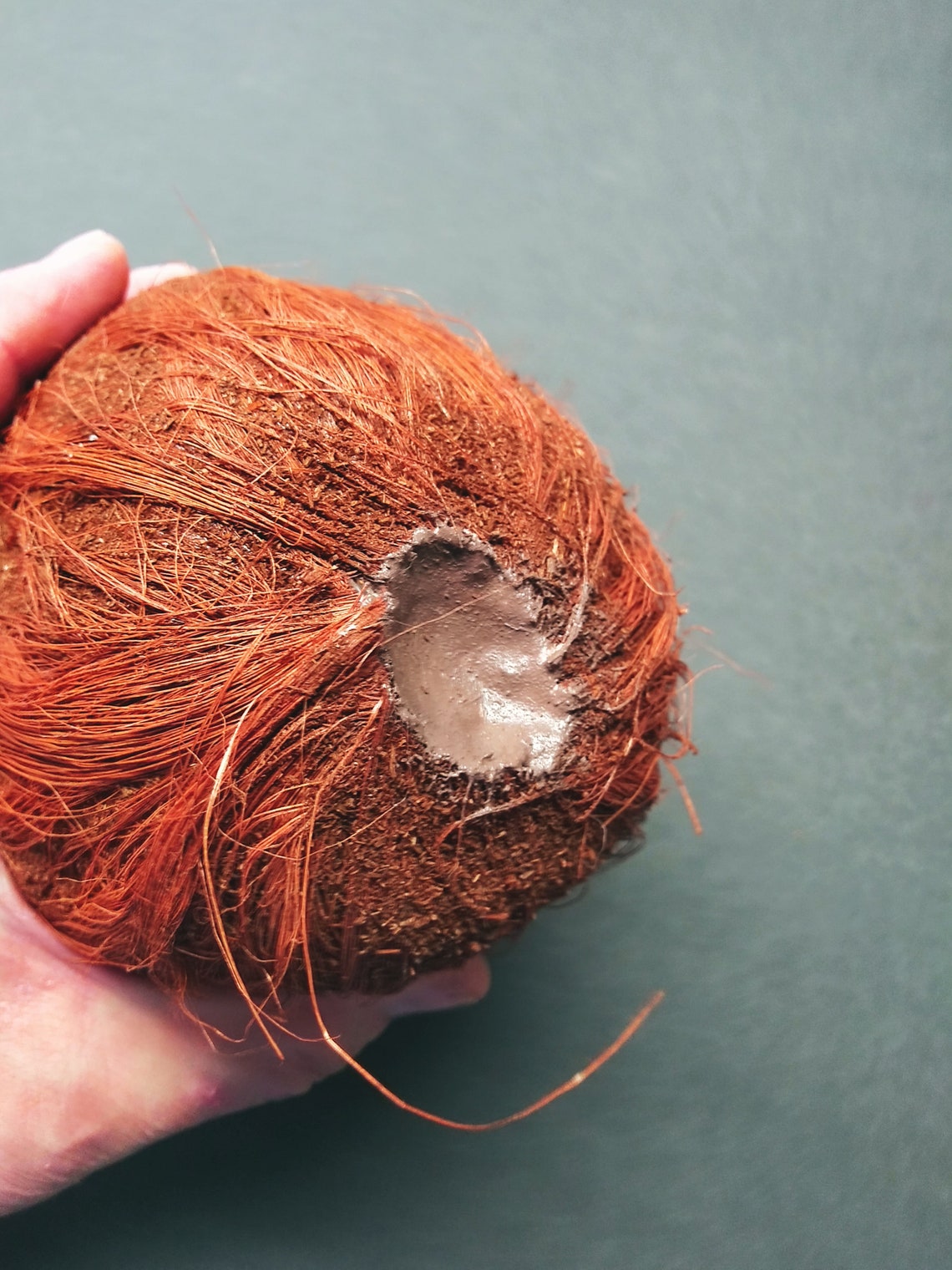 Artificial Coconut Fruits Fake Foods VQC246 Etsy