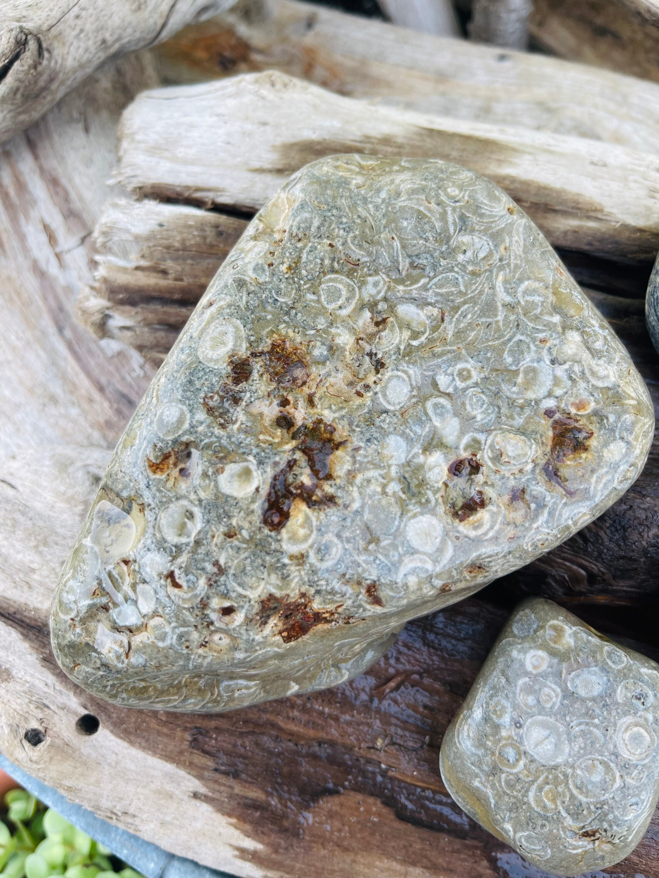 Crinoids Fossil Rock Lake Michigan Geode/ Raw Brachiopod Geode - Etsy