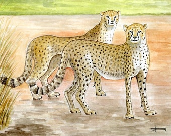 Reproduction of my original watercolor: two cheetahs.