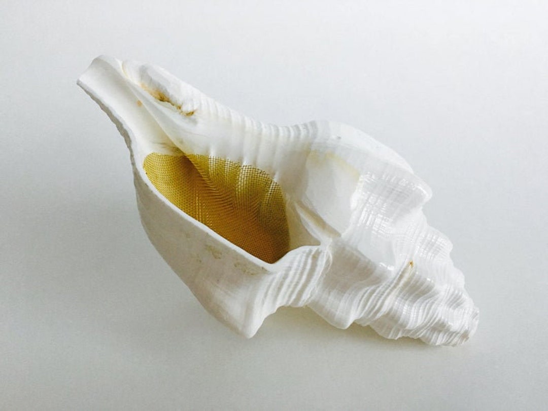 The White Super Fatty free Pipes With Every Order Shell Pipe Seashell