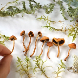 Dried Tiny mushroom for diy mushroom and moss for Resin, Mini mushrooms Small fungus, Tiny mushrooms Real Mini fairy garden Resin Crafts DIY