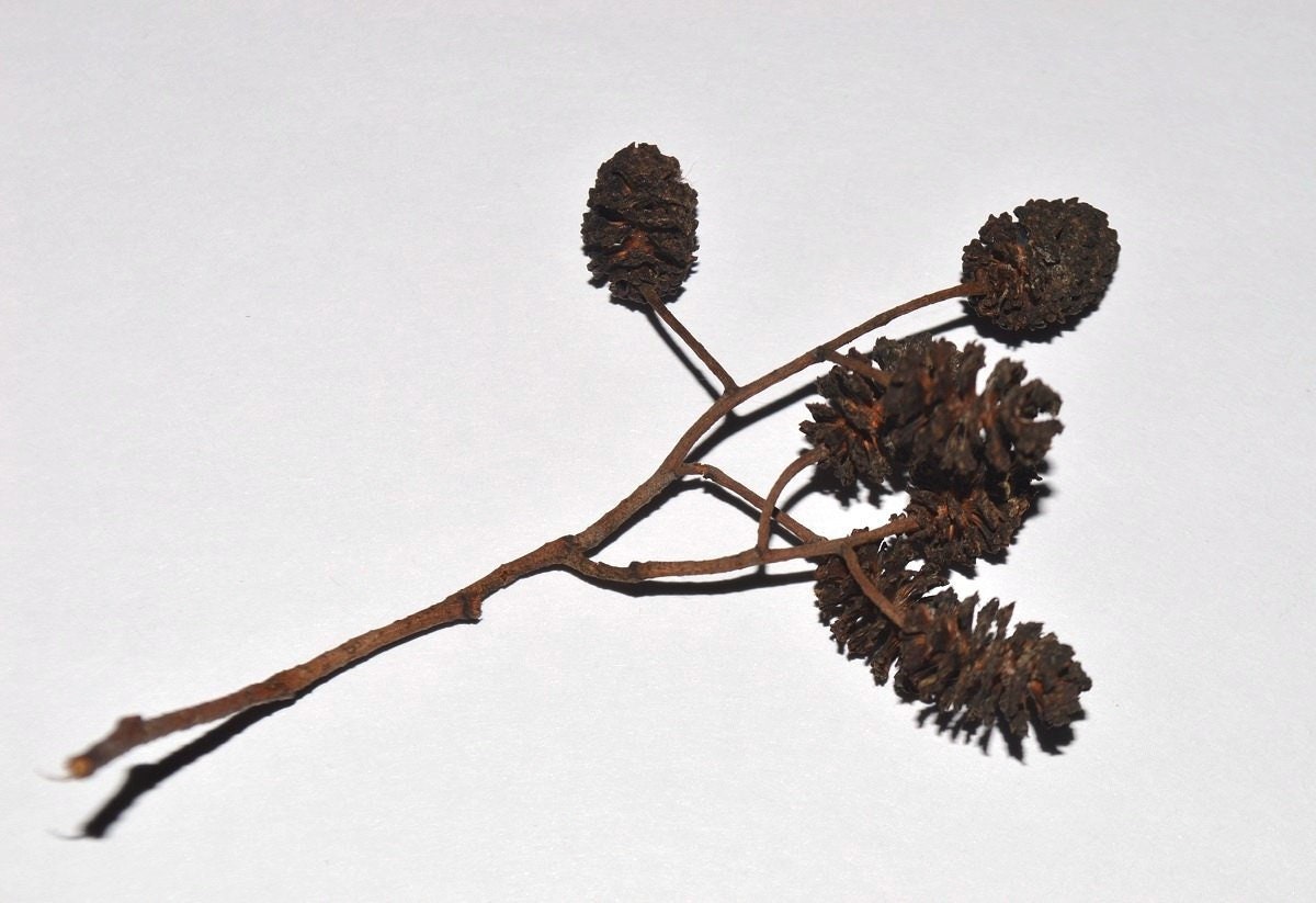 Cônes En Aulne Naturels - Lot De 500 Pièces - Mini Cônes Pour Décoration Et Artisanat