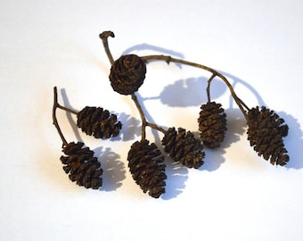 Alder cones Potpourri Mini cones Miniature cones Fairy house decor nature craft supply Dried arrangements Fall decor Raw materials Organic