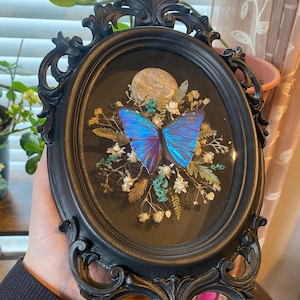 May include: An oval, black framed display featuring a preserved butterfly with iridescent blue wings. The butterfly is surrounded by dried flowers and foliage. The frame has ornate, scrollwork detailing.
