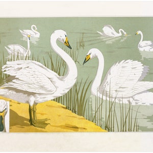 Art Nouveau Swan Print: Verneuil Water Bird Illustration