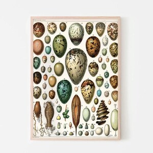 Vintage Egg Print - Vintage Home Decorating Ornithology Prints Egg Poster Adolphe Millot Poster Science Print Larousse Print Egg Wall Art