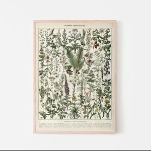 Vintage Botanical Medicinal Plants Art Print | Herbal Apothecary Wall Decor | French Cottagecore Antique Plant Illustration