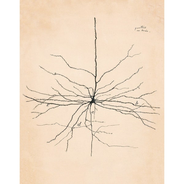 dessin de neurone vintage n ° 2 | Santiago Ramón y Cajal | Illustration anatomique antique | | d’art en neurosciences et biologie Art mural abstrait