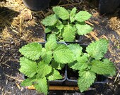Lemon Balm 2.5 quot pots - Melissa officinalis - 1st yr perennial -