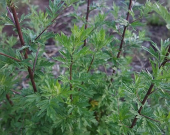 Mugwort - "Altamisa"- 2nd-3rd year, bare-root plants - Artemisia vulgaris