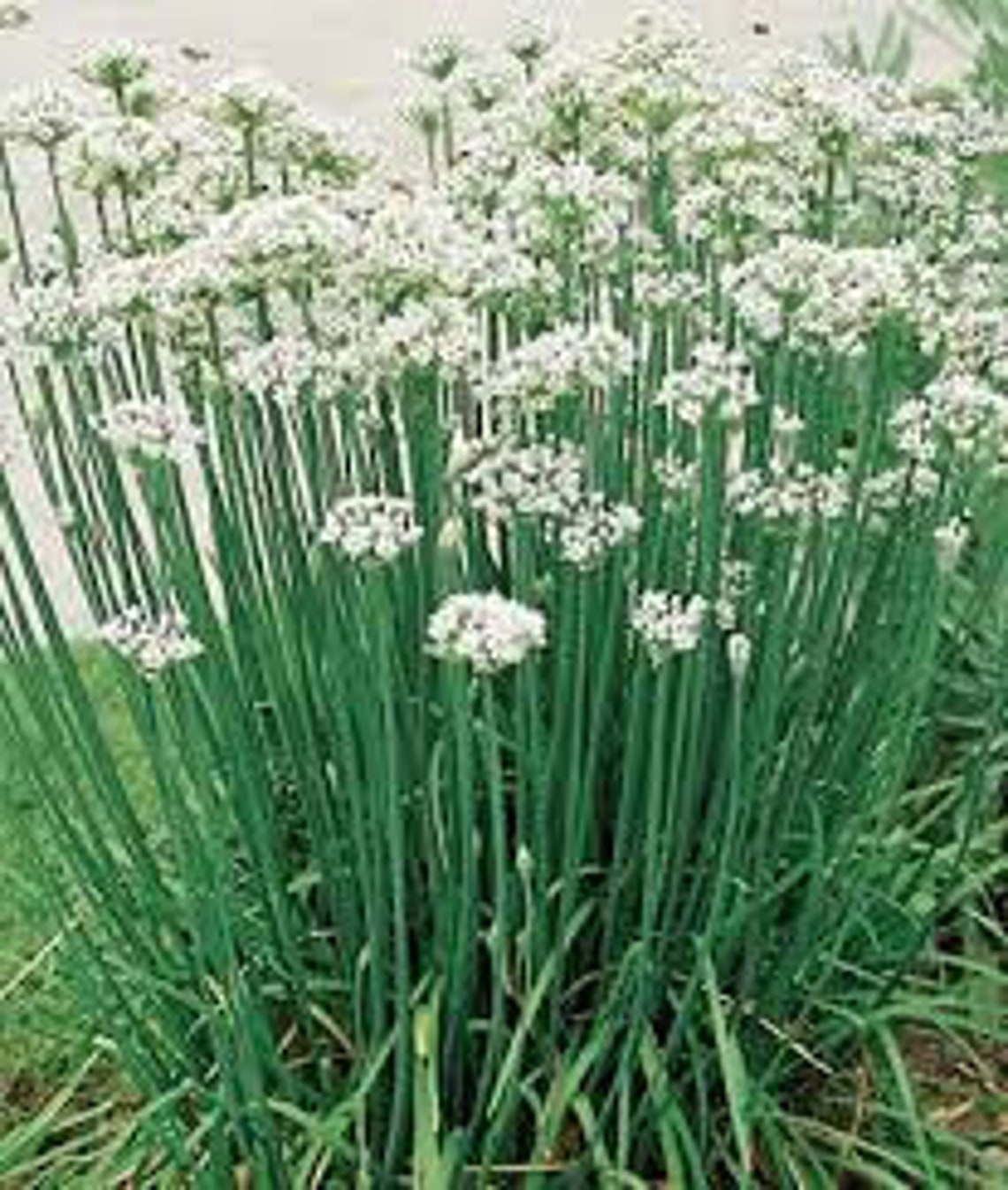 Garlic Chive Plant 1st year perennial 2.5 pot Etsy