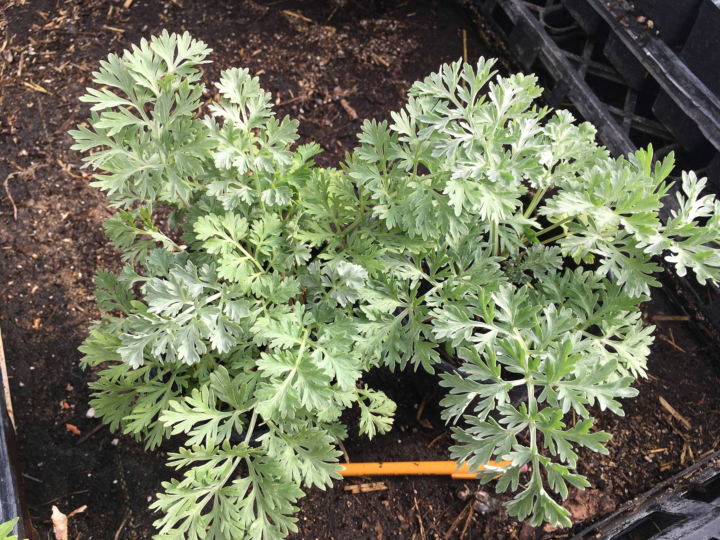 Wormwood/Absinthe Plant 1 Qt. pot 1st year perennial Etsy
