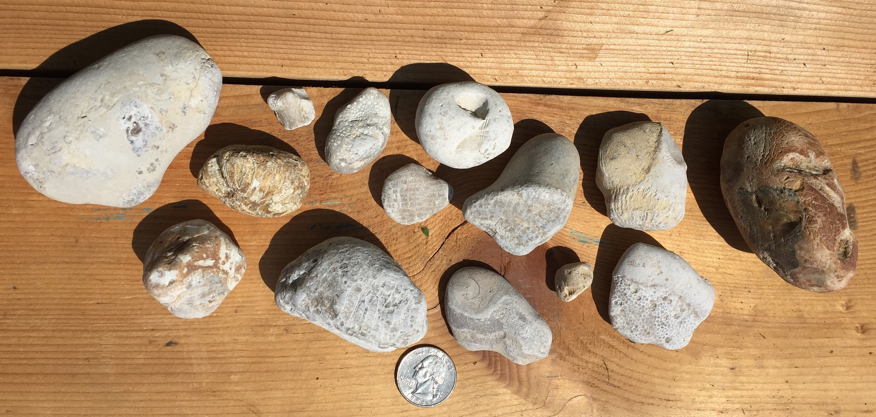 Lake Superior Fossils Etsy