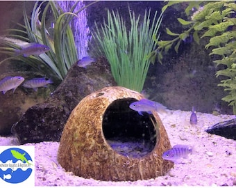 Aquarium Cave Coconut Shell Cave / Hide, pleco cave, shrimp cave, aquarium decoration, betta cave