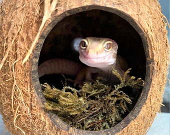 Reptile Coconut Hide perfect for smaller reptile, lizard, anole , crested gecko, hamster coconut hide vivarium reptile supplies tank Decor