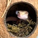 see more listings in the Reptile Hides - Caves section