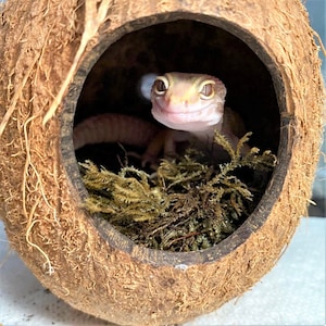 Anole discount terrarium kit