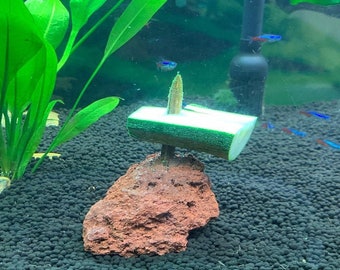 Aquarium Cave Coconut Cave Pleco Cave Cichlid Cave Betta Fish Etsy
