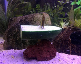 aquarium rocks etsy