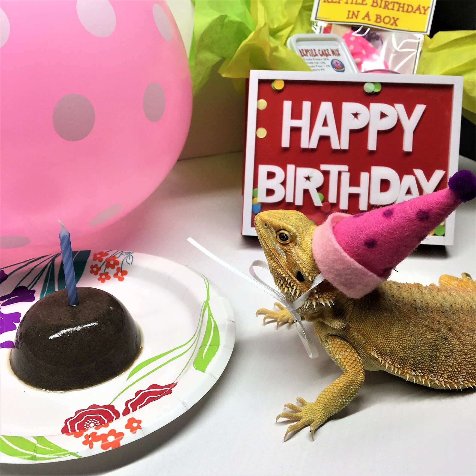Beardie Birthday Bearded Dragon Reptile Birthday in a Box Etsy