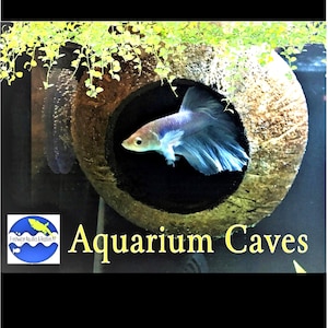 Aquarium coconut Cave Real coconut hide for betta cave, cichlid cave, betta fish cave, shrimp cave, aquarium decoration, aquarium accessory