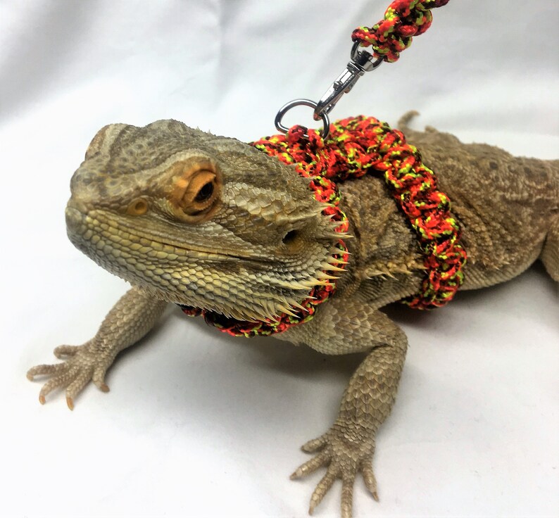 Bearded Dragon Paracord Harness / collar and Leash reptile Etsy