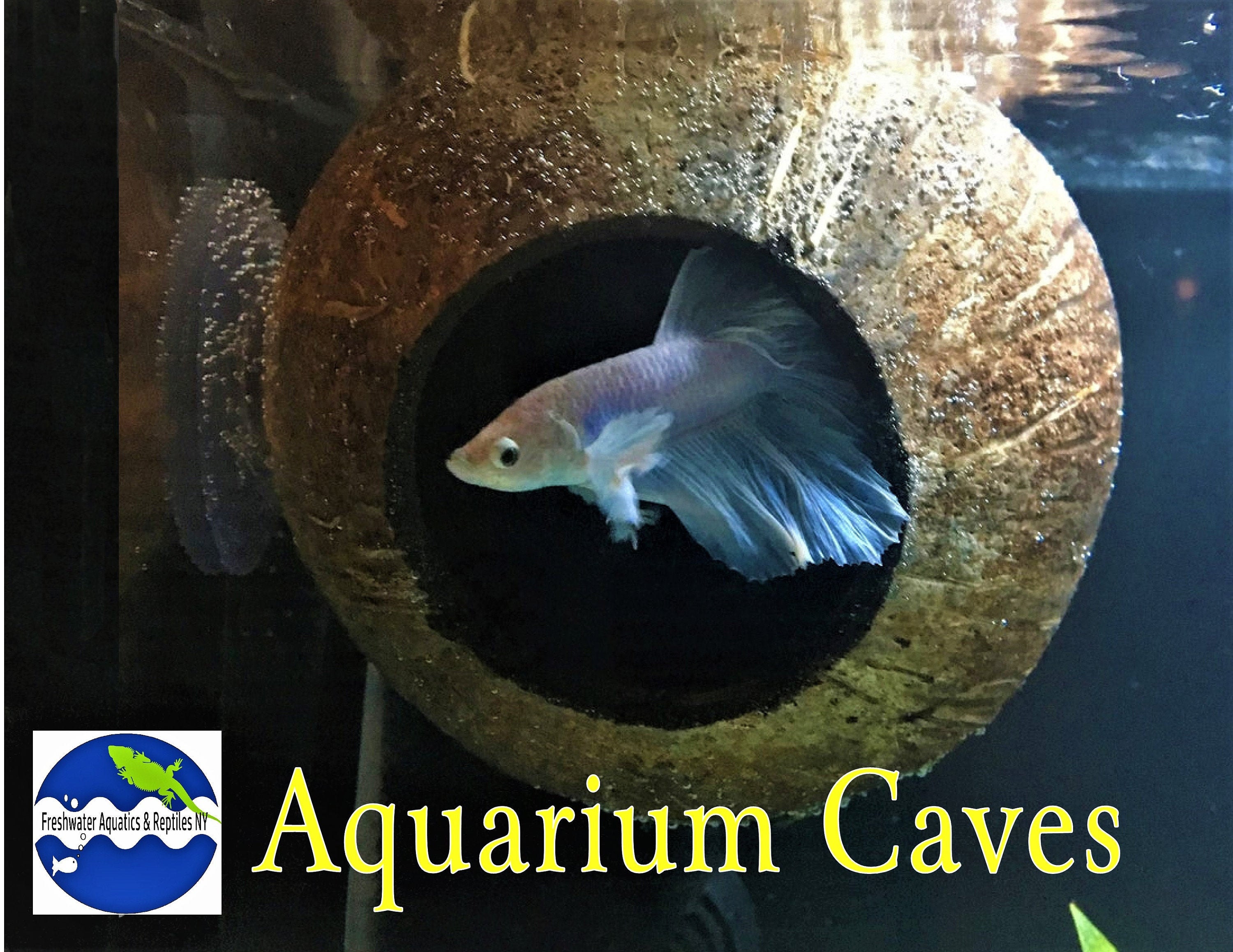 betta fish and pleco