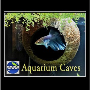 Aquarium coconut Cave Real coconut hide for betta cave, cichlid cave, betta fish cave, shrimp cave, aquarium decoration, aquarium accessory