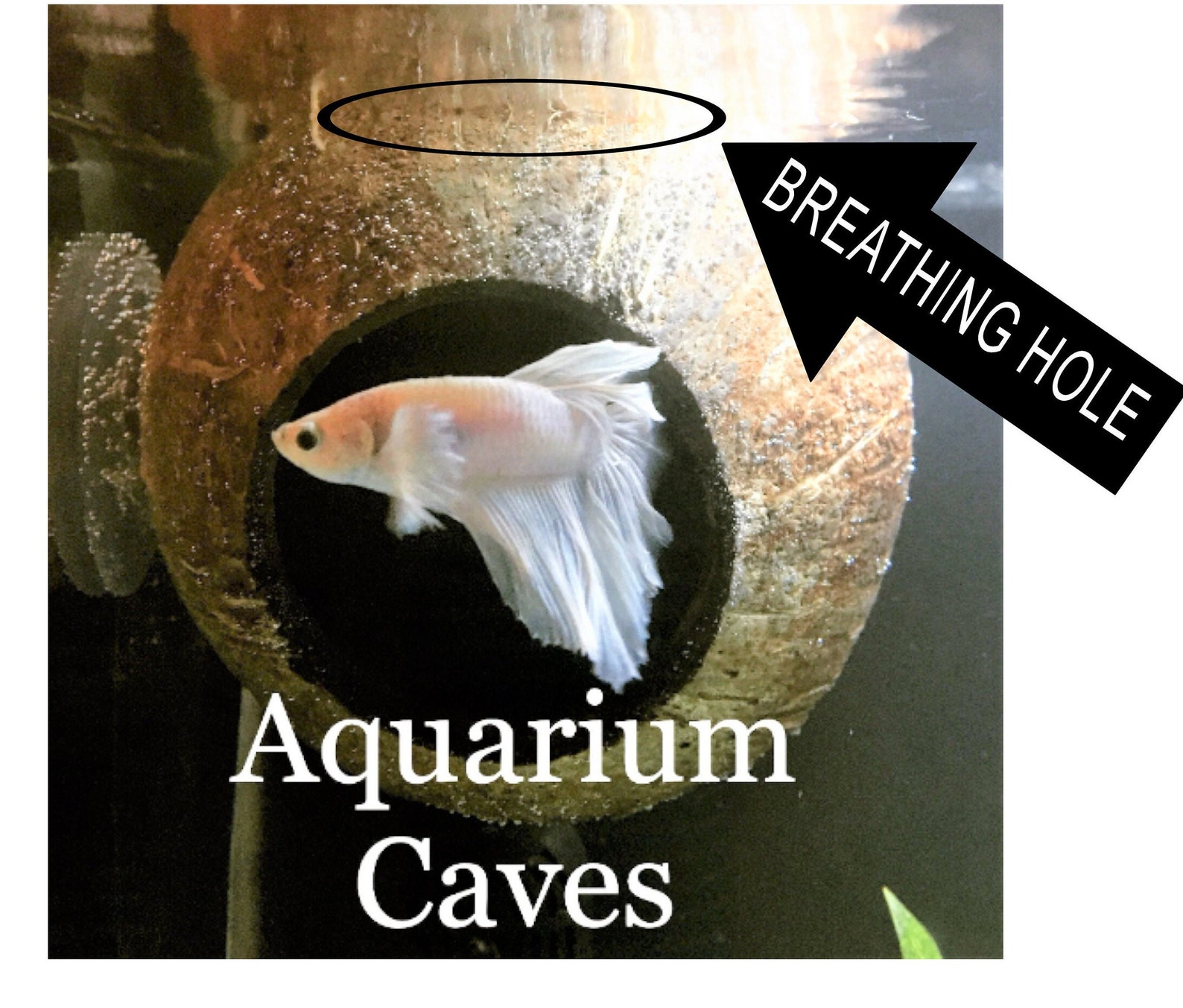 Aquarium Coconut Cave Real Coconut Cave for Betta Cave, Cichlid Cave