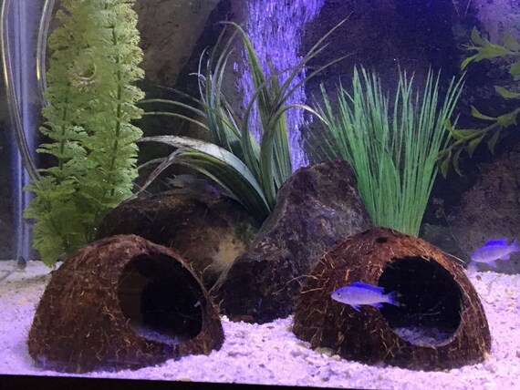 Aquarium Cave 2 Coconut Shell Caves Hides Pleco Cave Etsy