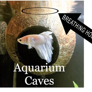 May include: A white betta fish swims in a coconut shell aquarium cave with a breathing hole at the top. The text "Aquarium Caves" is written below the coconut shell.
