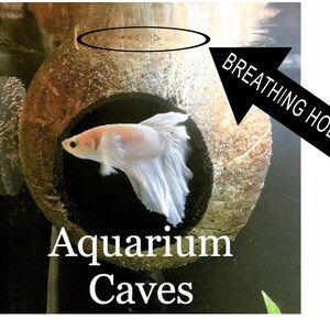 Aquarium Coconut Cave real coconut cave for betta cave, cichlid cave, betta fish cave, shrimp cave, aquarium decoration, aquarium accessory image 3