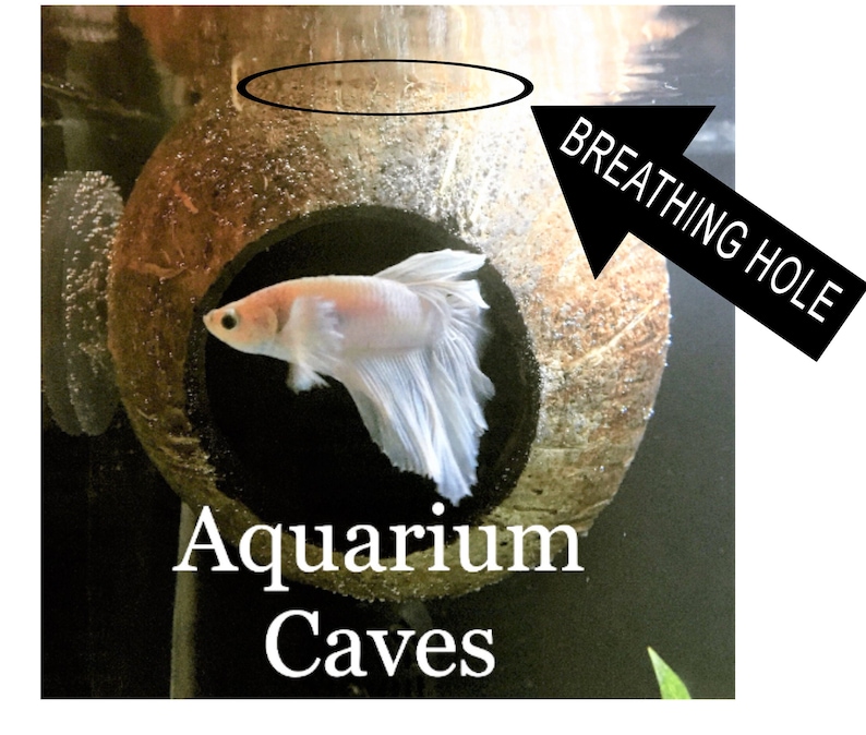 May include: A white betta fish swims in a coconut shell aquarium cave with a breathing hole at the top. The text "Aquarium Caves" is written below the coconut shell.