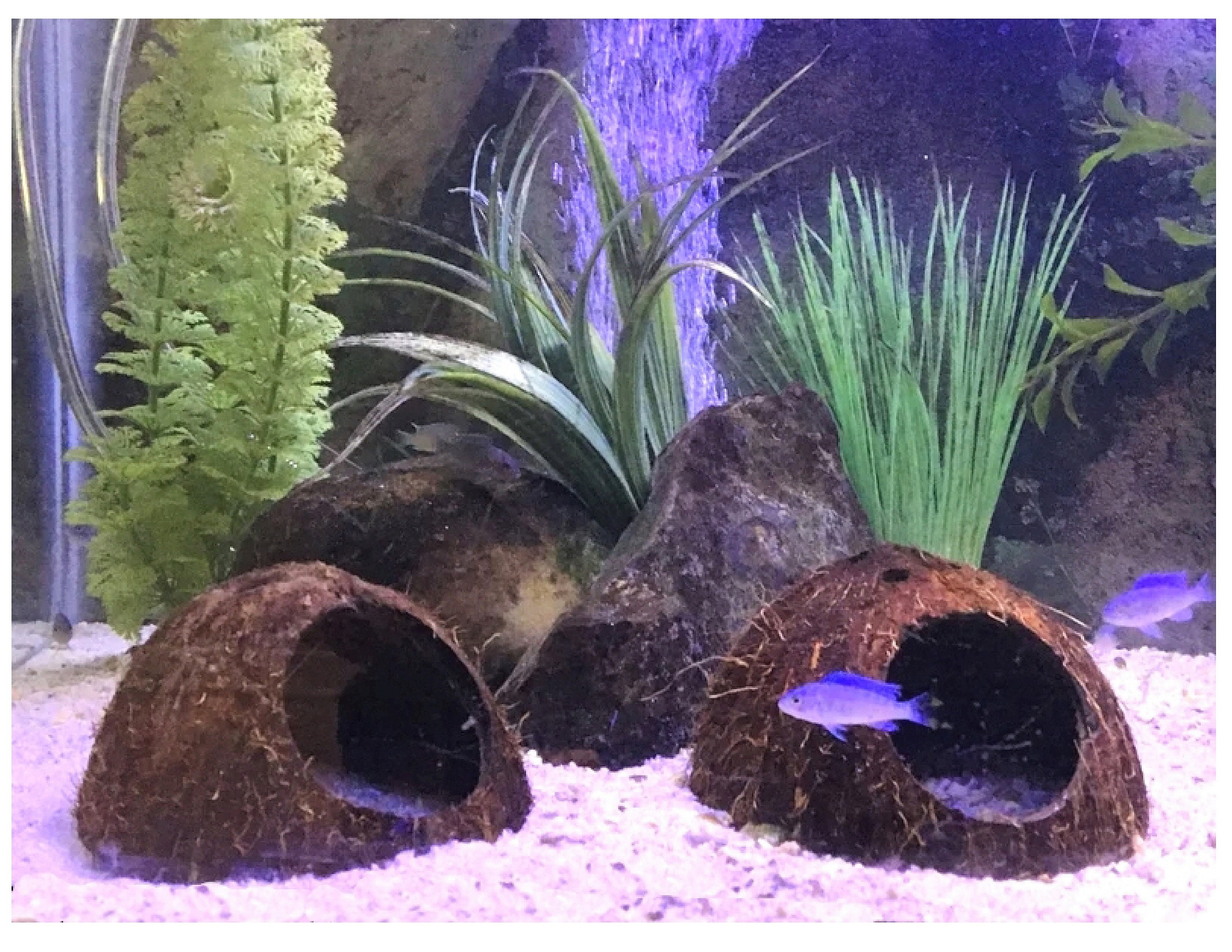 Hole Aquarium Cave Coconut Shell Cave Hide Betta Cave stickhealthcare