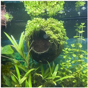 May include: A close-up of a round, brown, coconut-like planter with green moss growing on it. The planter is filled with water and has a small hole in the side. The planter is surrounded by green plants.