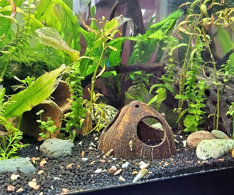 May include: A close-up of a small aquarium with a coconut shell, rocks, and various green plants. The aquarium is filled with water and has a black gravel substrate.