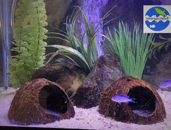 Featured image of post Betta Cave Ideas