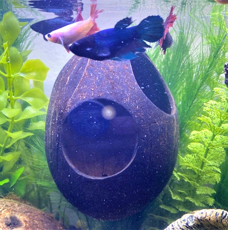 May include: A dark brown coconut shell with two openings, used as a hideaway for fish in an aquarium. A blue and a pink betta fish are swimming in the tank.