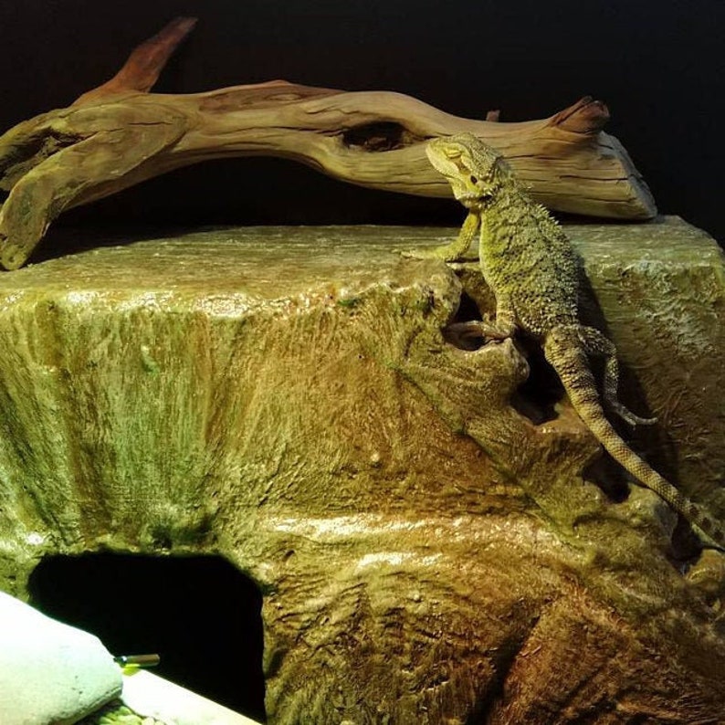 Reptile hides holosernaked